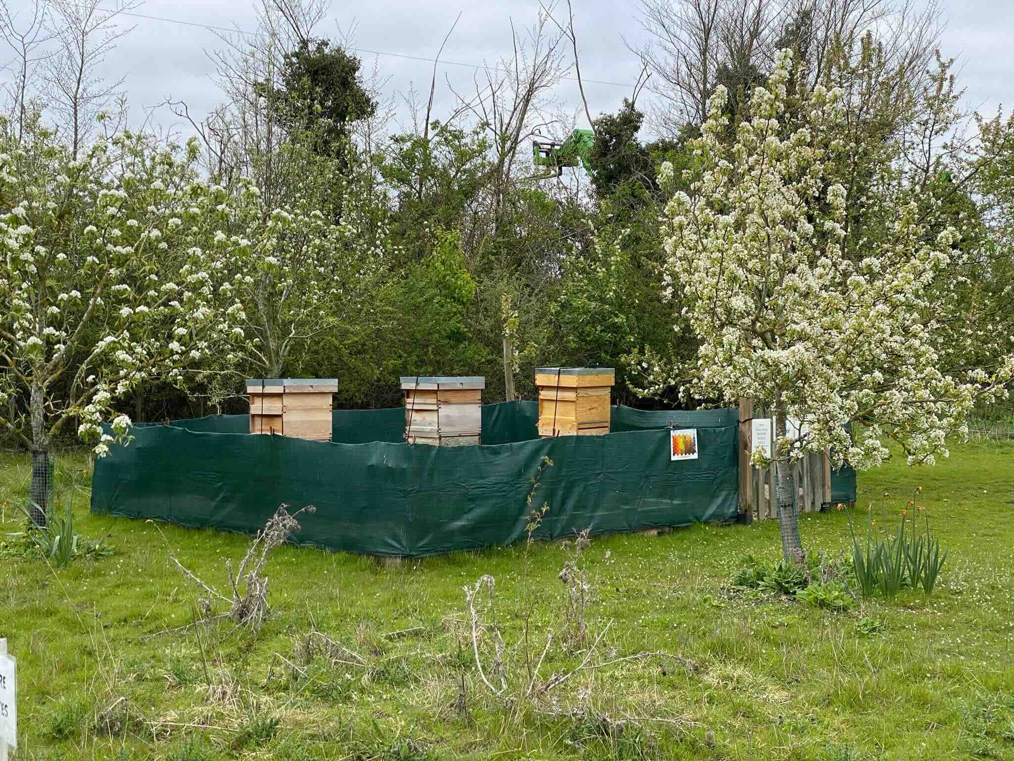 Beehives at the allotments