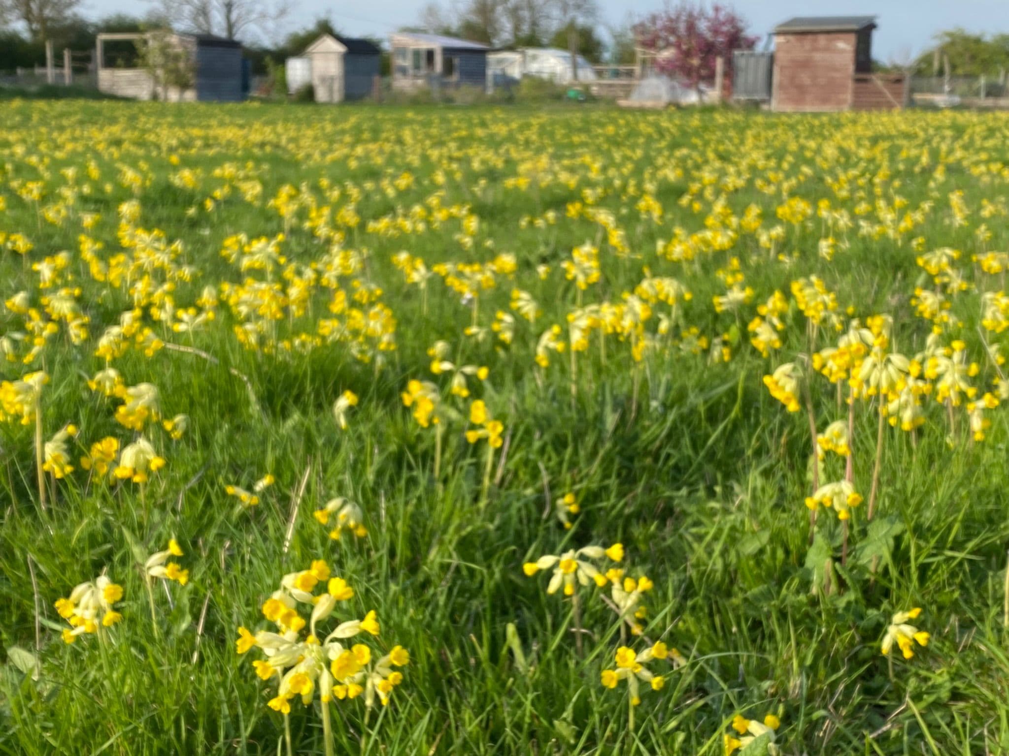 Walnut tree at Gransden Allotments