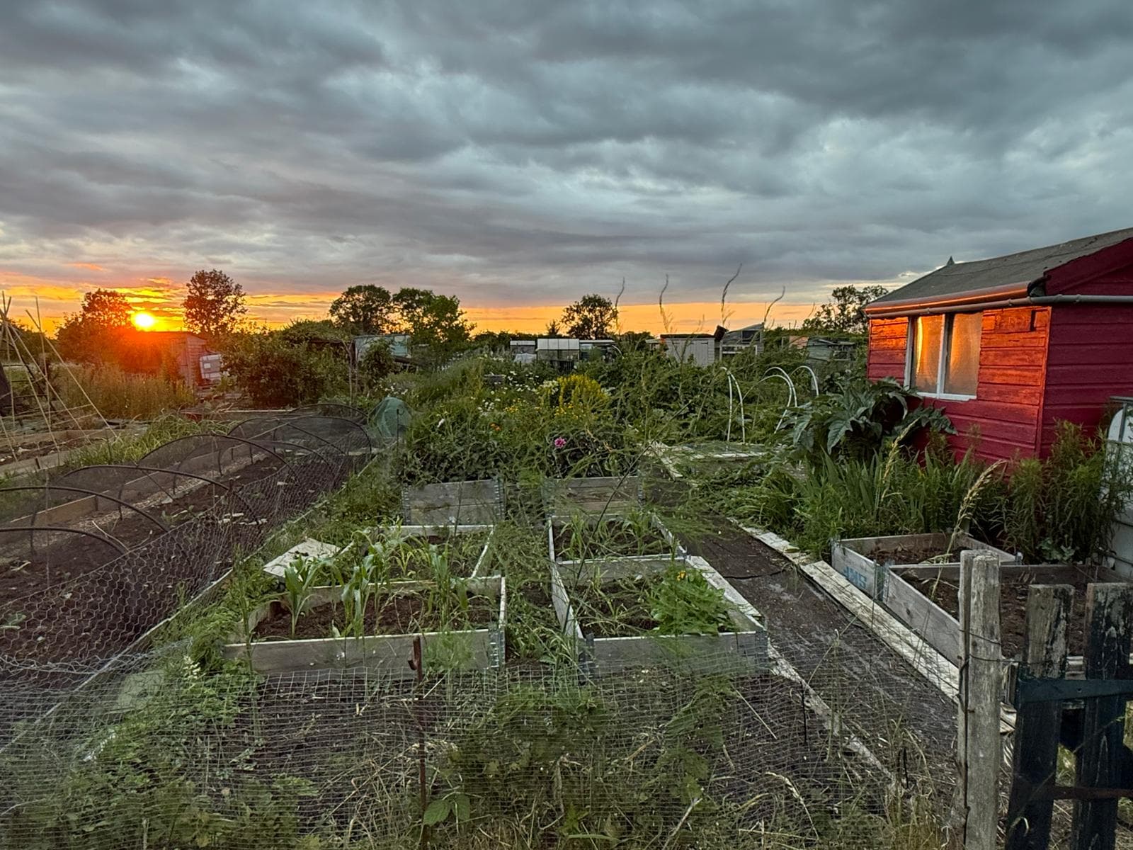 Gransden Allotments