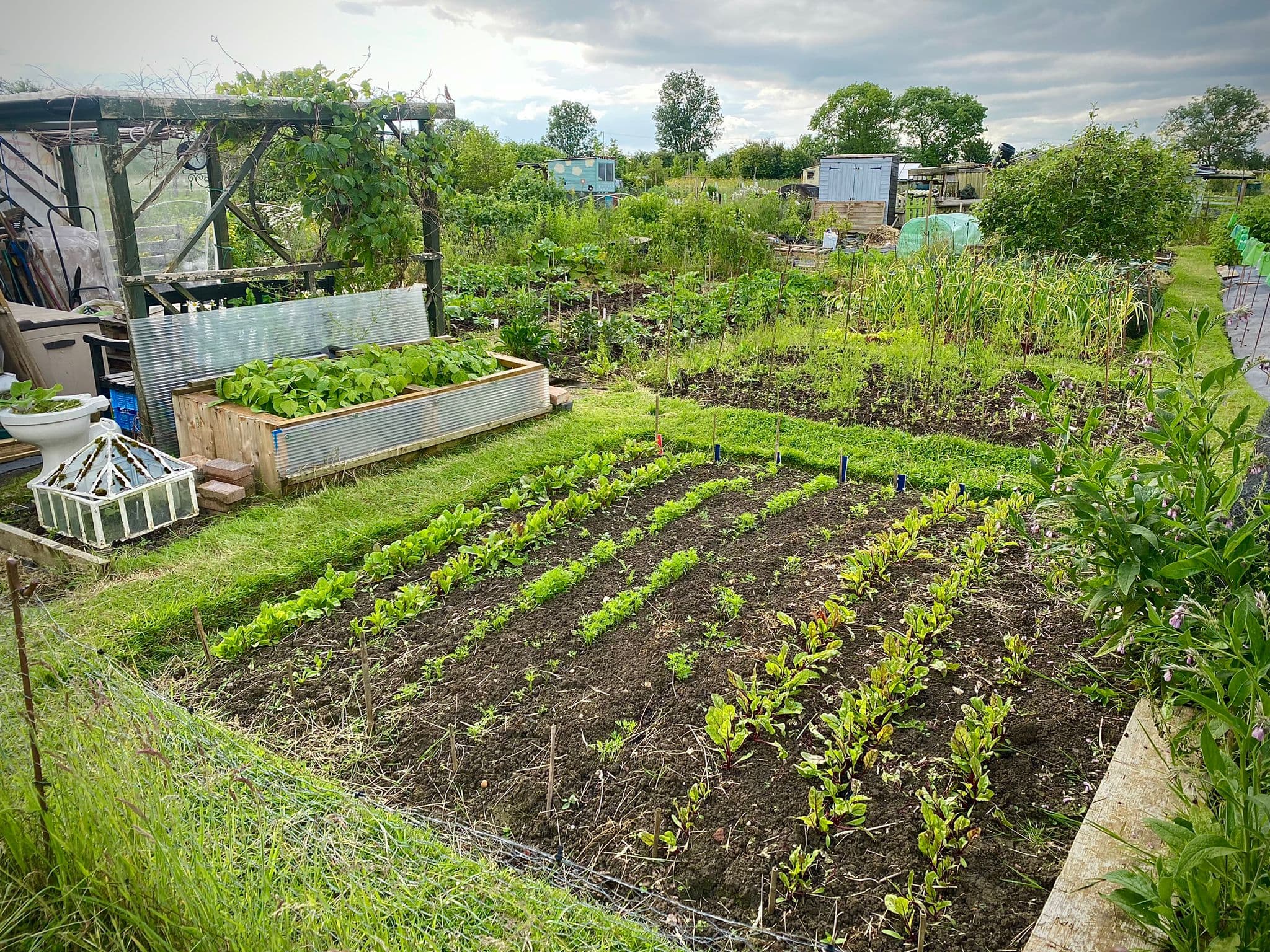 Gransden Allotments